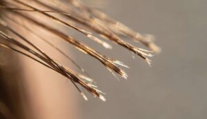 Doppie punte: tagliarle è l’unica soluzione o si possono trattare? Il tricologo risponde